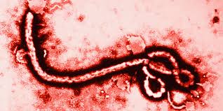 Microscopic view of the Ebola virus (Courtesy of Google Images)