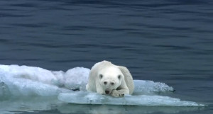 Polar bear habitats are melting right beneath them. 