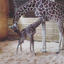 April the Giraffe with her new born baby boy, not yet named (courtesy of eonline).