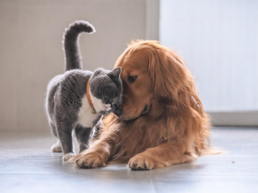 Cats+and+Dogs+are+Created+Equal