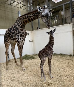 Cece with her new calf.