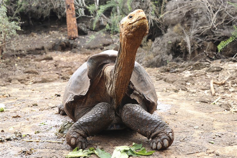 A picture of Diego the tortoise. 