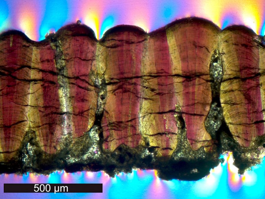 Cross-section of a dinosaur eggshell fossil under a microscope (image courtesy of Robin Dawson and Yale University).