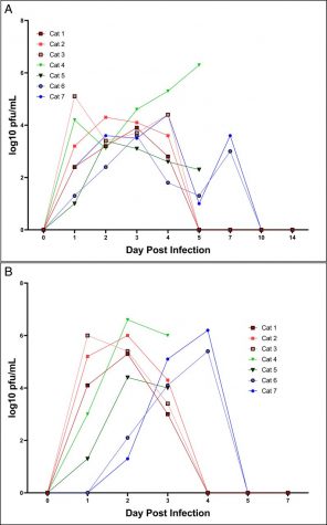 Inoculation and exposure with SARS-CoV-2 leads to nasal and oropharnygeal shedding in cats. SARS-CoV-2 virus is detected by plaque assay from (A) nasal and (B) oropharyngeal secretions of cats 1–5 DPI. Viral titers expressed as log10 pfu/mL. Cats 1, 2, and 3 represent cohort 1. Cats 4, 5, 6, and 7 represent cohort 2. Cats 4 and 5 were euthanized on 5 DPI. Cats 6 and 7 were introduced to the infected cats in cohort 2 on 2 DPI.