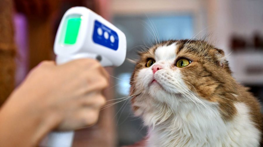 An employee takes a cat’s temperature at a cat café in Bangkok. 

LILLIAN SUWANRUMPHA/AFP VIA GETTY IMAGES