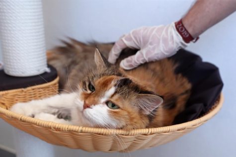 Charlie, a 15-year-old cat, is ready to be adopted at an animal shelter in Perwez, Belgium, April 6, 2020.