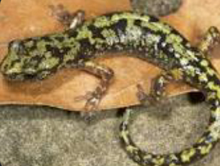 Green Salamander Going Extinct