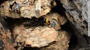 The first murder hornet nest of 2021, discovered in Blaine, Washington.
Credit: CNN.com