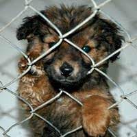 Pup in Animal Shelter (Picture By HowStuffWorks)