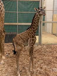 BABY GIRAFFE BORN AT COLUMBUS ZOO IN OHIO