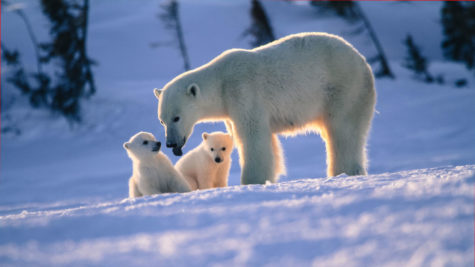 Polar bear cubs and their mother. -naturalworldsafaris.com
