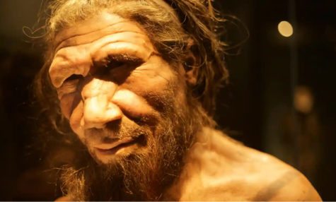 Reconstructed Sculpture of a Neanderthal