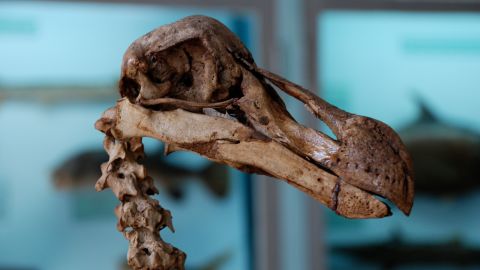 Scientists Want To Bring Back The Dodo