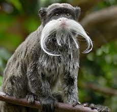 what a emperor tamarin looks like.