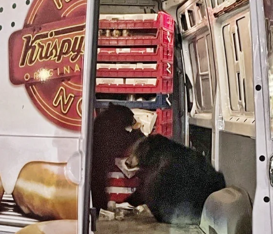 The 2 bears, a mama and a cub, raiding the delivery truck.