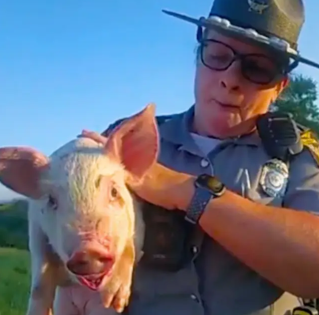 BABY PIG SAVED FROM HIGHWAY DANGERS