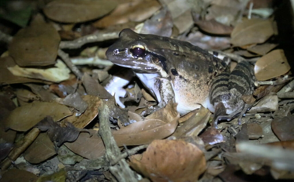 An image of the Giant Chicken Frog, which weighs around 2 pounds.