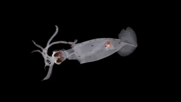 Photo of new squid species found off the coast of New Zealand.  Credit to CNN