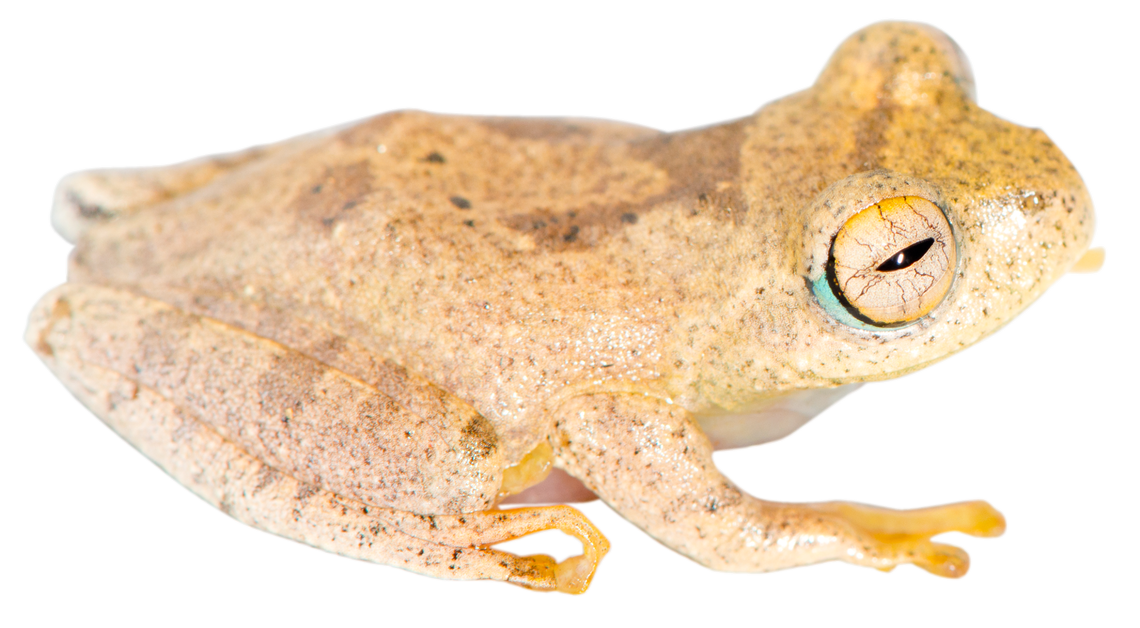 One of 7 New Tree Frog Species 