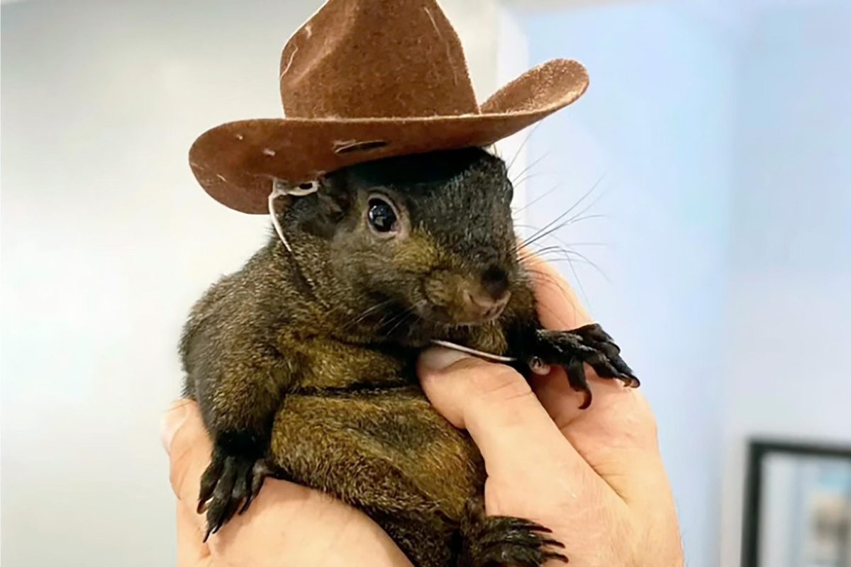 Peanut The Squirrel wearing a cowboy hat.