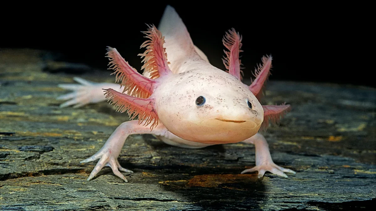 Image of an Axolotl