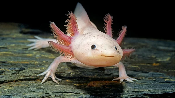 Image of an Axolotl