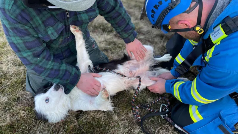 Collie Dog Rescued From 100 Foot Fall From Cliffs in Scotland Without Injuries