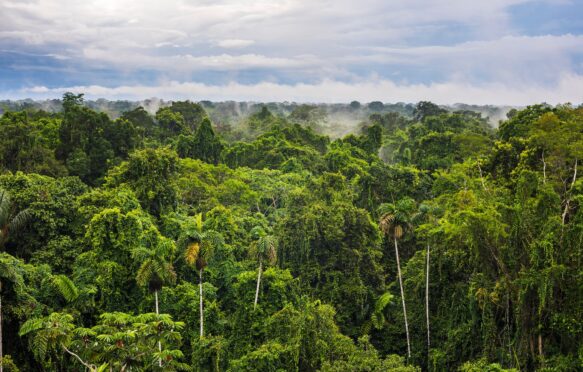 The Amazon Rainforest
