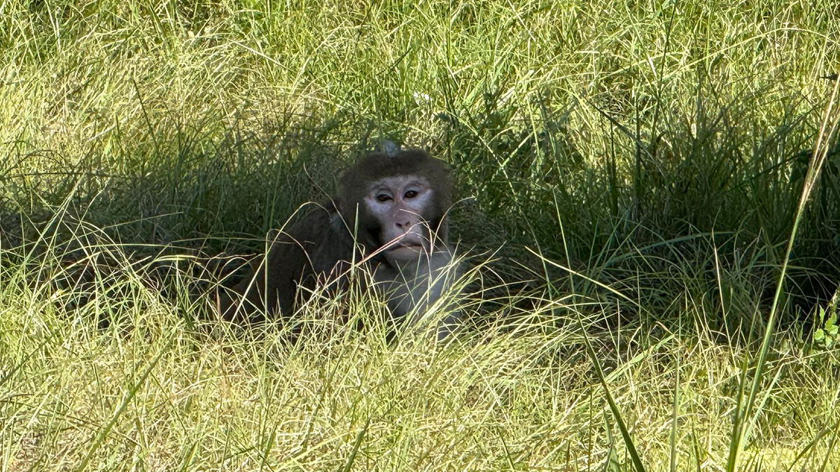 Mother in Mississippi Shoots Escaped Monkey to Protect Her Son