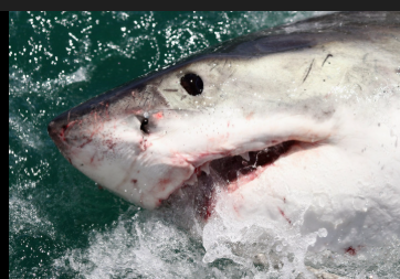 A bullshark