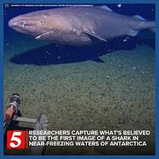 Surprise Shark Caught On Camera for First Time In Antarctic Ocean